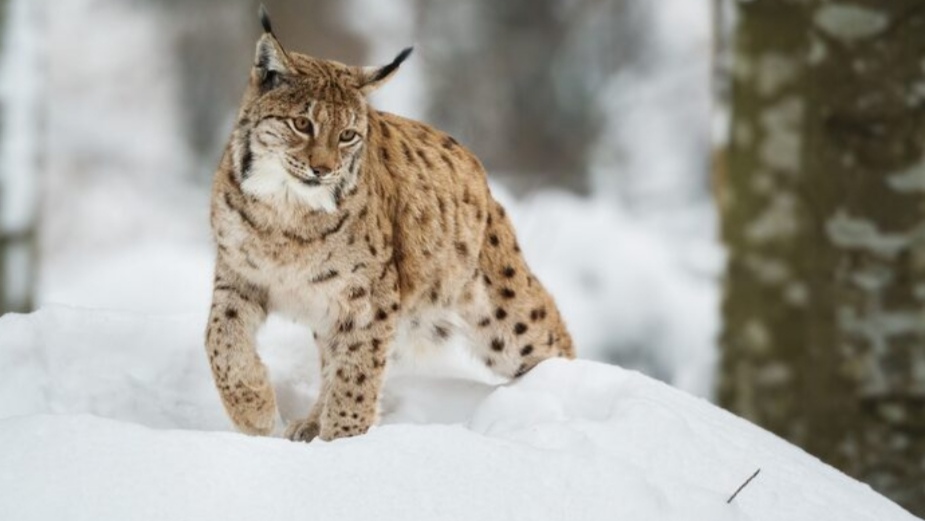 Himachal's Snow Leopard Population Rises to 83, Up from 51 in 2021 HIMACHAL HEADLINES