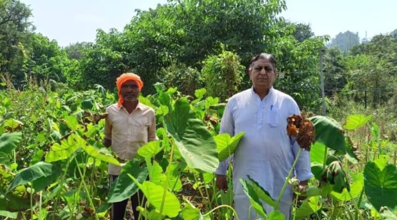 From Principal to Produce King: Kamlesh Kumar's Blooming Second Act HIMACHAL HEADLINES