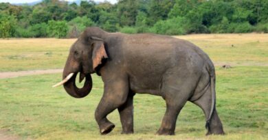 Wild Elephants Wander in Paonta : Forest Dept Urges Vigilance and Calm Wild Elephants Wander in Paonta : Forest Dept Urges Vigilance and Calm HIMACHAL HEADLINES