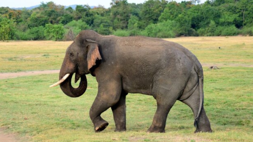 Wild Elephants Wander in Paonta : Forest Dept Urges Vigilance and Calm HIMACHAL HEADLINES