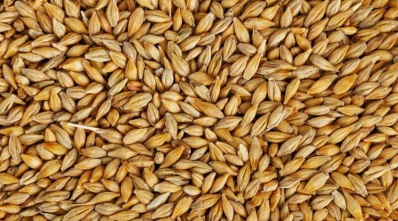 Agri Deptt procures 140 quintals of Barley from Pangi Sets target for maize and turmeric Agri Deptt procures 140 quintals of Barley from Pangi Sets target for maize and turmeric HIMACHAL HEADLINES