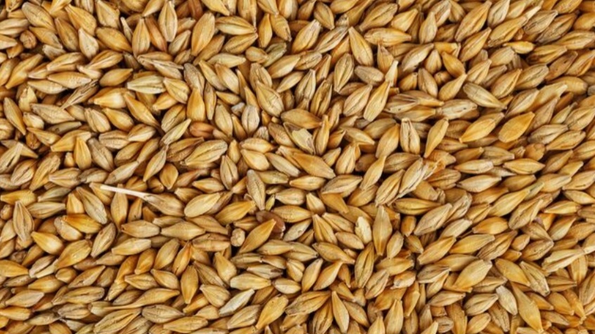 Agri Deptt procures 140 quintals of Barley from Pangi Sets target  for maize and turmeric HIMACHAL HEADLINES