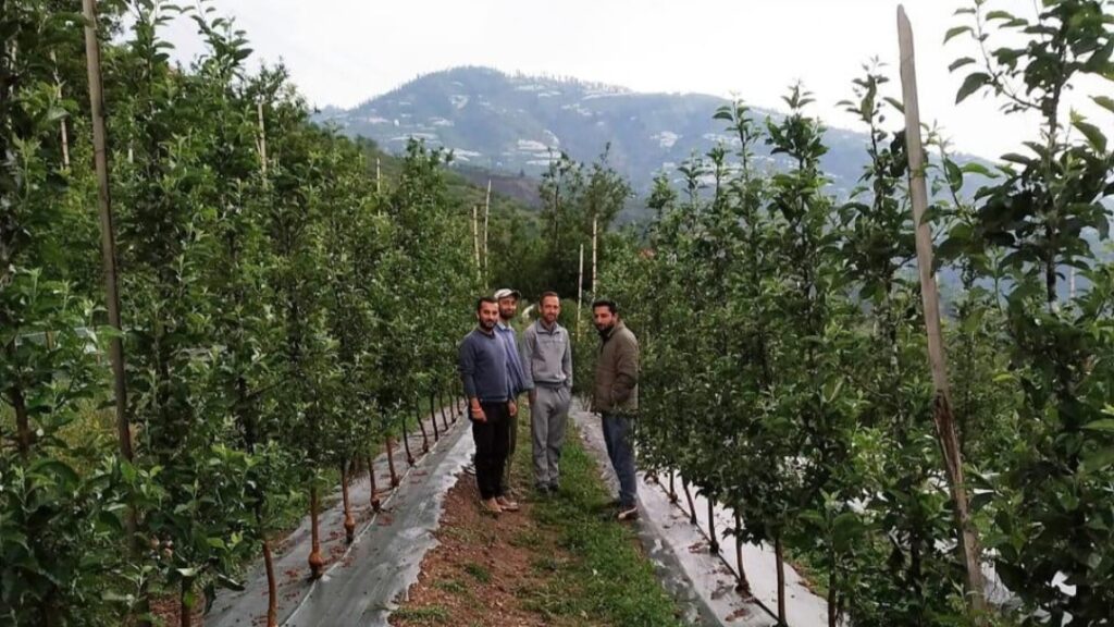 From Crisis to Cultivation: Himachal’s Apple Revolution in 2025 From Crisis to Cultivation: Himachal’s Apple Revolution in 2025 HIMACHAL HEADLINES