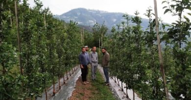 From Crisis to Cultivation: Himachal’s Apple Revolution in 2025 From Crisis to Cultivation: Himachal’s Apple Revolution in 2025 HIMACHAL HEADLINES