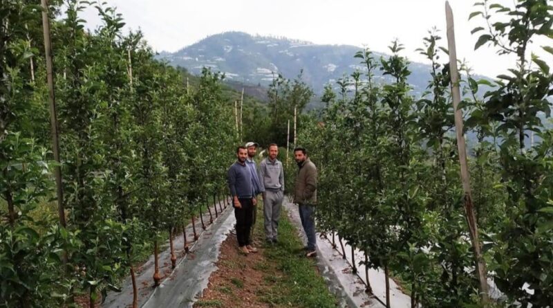 From Crisis to Cultivation: Himachal’s Apple Revolution in 2025 HIMACHAL HEADLINES