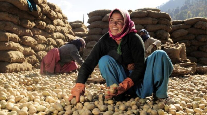 Lahaul’s Potato Goldmine: How a Himalayan Valley Became India’s Seed Hub HIMACHAL HEADLINES