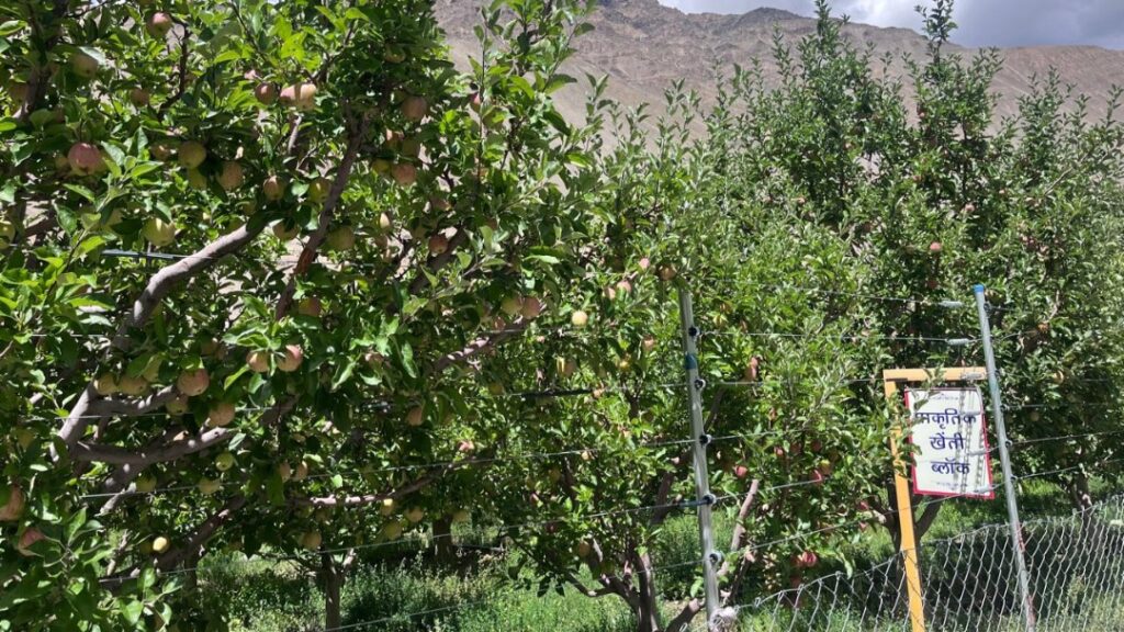 KVK Tabo holds separate auction of Natural Farming apple orchard KVK Tabo holds separate auction of Natural Farming apple orchard HIMACHAL HEADLINES