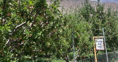 KVK Tabo holds separate auction of Natural Farming apple orchard  KVK Tabo holds separate auction of Natural Farming apple orchard  HIMACHAL HEADLINES