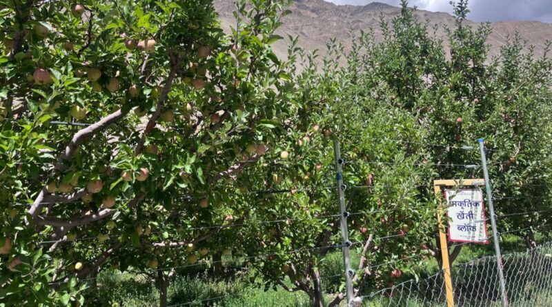 KVK Tabo holds separate auction of Natural Farming apple orchard  HIMACHAL HEADLINES