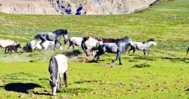 Himachal's Chamurthi Horse Take Center Stage at Historic Lavi Fair HIMACHAL HEADLINES