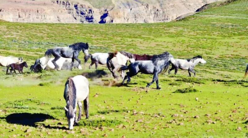 Himachal's Chamurthi Horse Take Center Stage at Historic Lavi Fair HIMACHAL HEADLINES