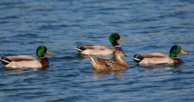 Wings Over Kinnaur: How a Quiet Himalayan Dam Became a Winter Haven for Migratory Birds