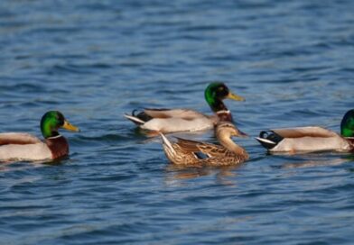 Wings Over Kinnaur: How a Quiet Himalayan Dam Became a Winter Haven for Migratory Birds