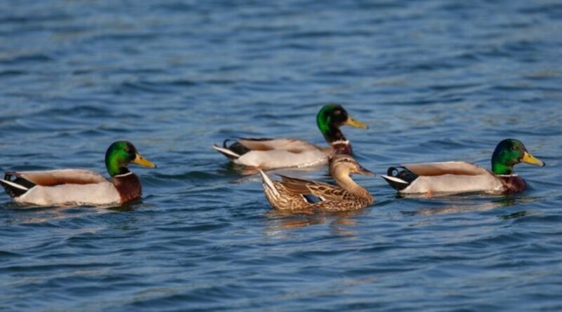 Wings Over Kinnaur: How a Quiet Himalayan Dam Became a Winter Haven for Migratory Birds HIMACHAL HEADLINES