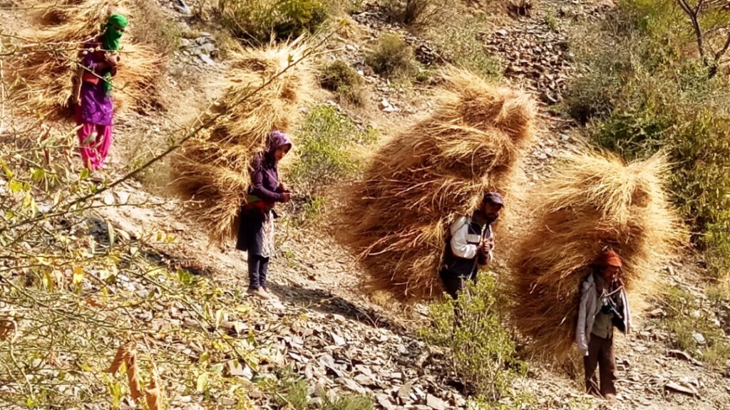Mountain Women, Winter Fodder, and the Quiet Strength of Keonthal HIMACHAL HEADLINES