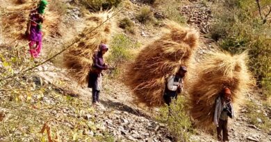 Mountain Women, Winter Fodder, and the Quiet Strength of Keonthal HIMACHAL HEADLINES