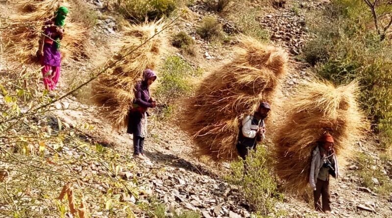 Mountain Women, Winter Fodder, and the Quiet Strength of Keonthal HIMACHAL HEADLINES