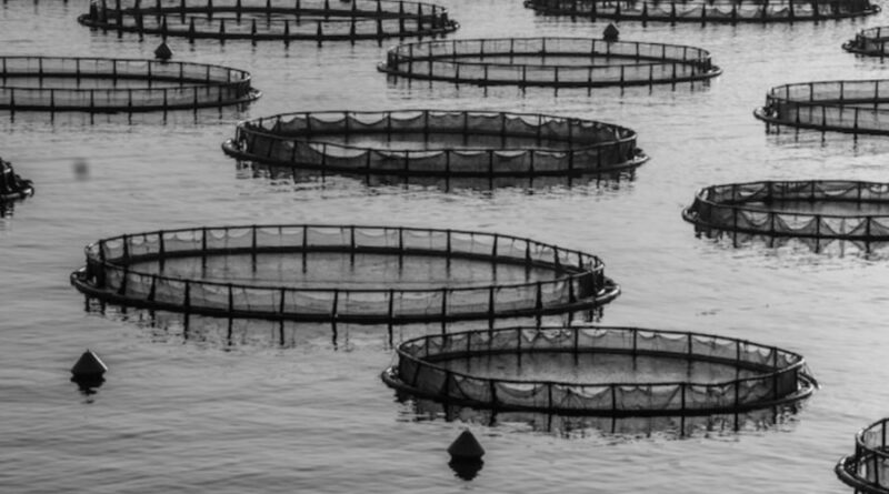 Integrated Aqua Park to be established at Nadaun at a Cost of Rs 25 Crore Integrated Aqua Park to be established at Nadaun at a Cost of Rs 25 Crore HIMACHAL HEADLINES