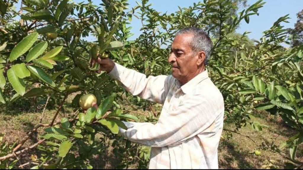 From Barren Land to Blooming Orchards: The Guava Revolution of Sarkaghat From Barren Land to Blooming Orchards: The Guava Revolution of Sarkaghat HIMACHAL HEADLINES