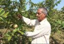 From Barren Land to Blooming Orchards: The Guava Revolution of Sarkaghat