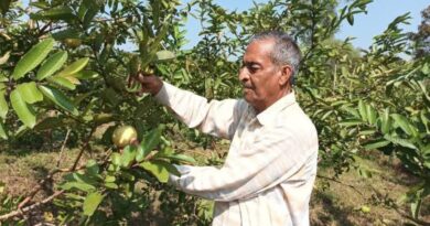 From Barren Land to Blooming Orchards: The Guava Revolution of Sarkaghat HIMACHAL HEADLINES
