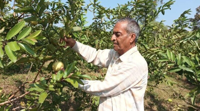 From Barren Land to Blooming Orchards: The Guava Revolution of Sarkaghat HIMACHAL HEADLINES