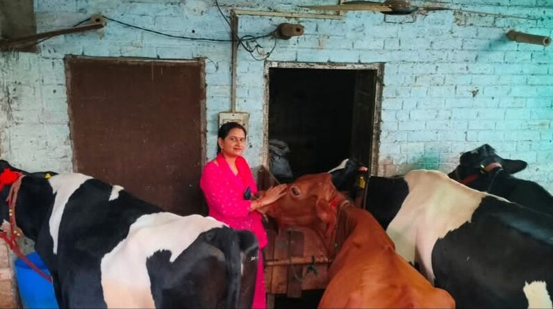 From Classroom to Cowshed: How Sonika's 'Smart Work' is Churning a Dairy Revolution HIMACHAL HEADLINES