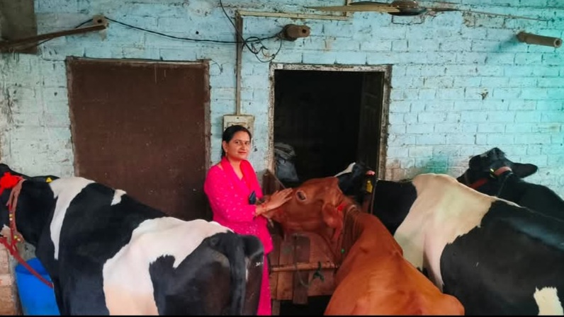 From Classroom to Cowshed: How Sonika's 'Smart Work' is Churning a Dairy Revolution From Classroom to Cowshed: How Sonika's 'Smart Work' is Churning a Dairy Revolution HIMACHAL HEADLINES