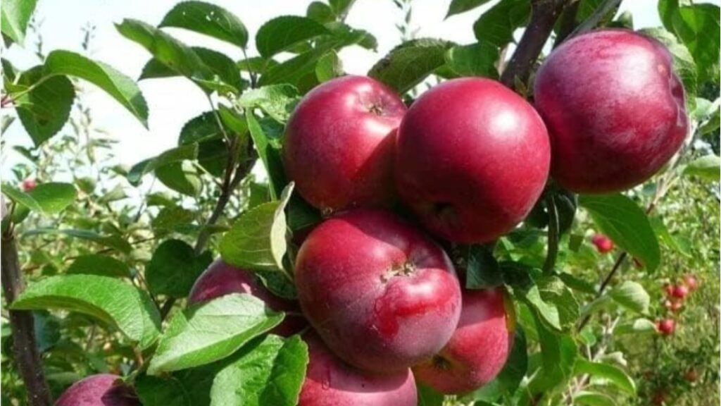 Kinnaur’s iconic apples are here — 33.53 million boxes ready to delight the market HIMACHAL HEADLINES