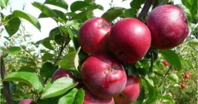 World famous Kinnaur Apple has arrived, 33.53 million boxes hit the market