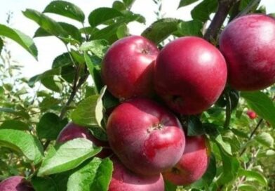 World famous Kinnaur Apple has arrived, 33.53 million boxes hit the market
