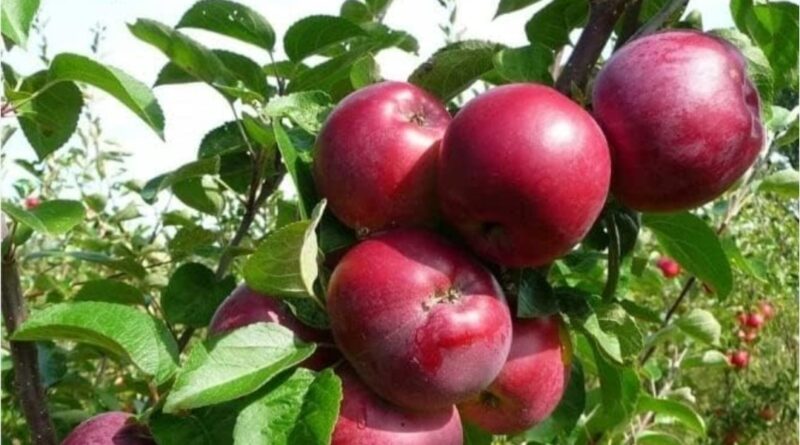 World famous Kinnaur Apple has arrived, 33.53 million boxes hit the market HIMACHAL HEADLINES