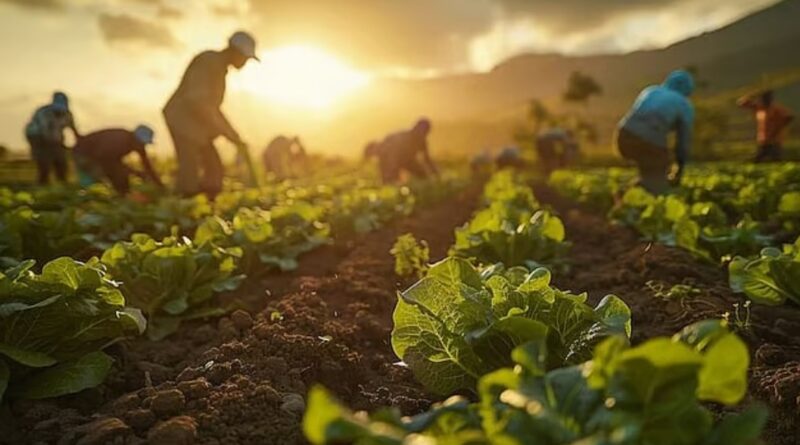 Sirmaur Farmers Turn Straw Into Gold: Eco-Friendly Potato Farming Takes Root HIMACHAL HEADLINES
