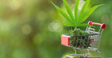 From ‘Wild Weed’ to ‘Himalayan Gold’: CM Sukhu Pioneers New Economic Path with Industrial Hemp HIMACHAL HEADLINES