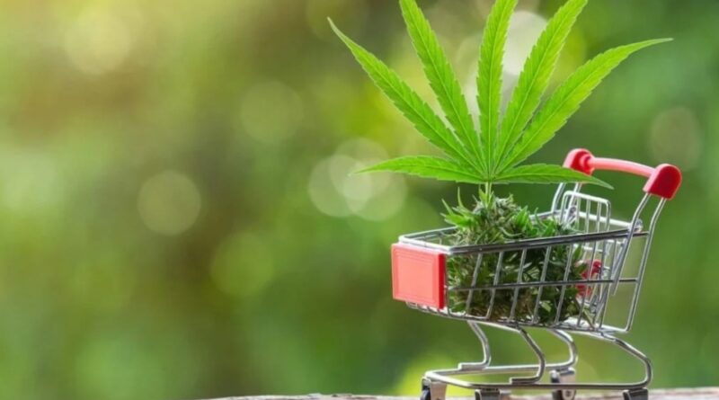 From ‘Wild Weed’ to ‘Himalayan Gold’: CM Sukhu Pioneers New Economic Path with Industrial Hemp From ‘Wild Weed’ to ‘Himalayan Gold’: CM Sukhu Pioneers New Economic Path with Industrial Hemp HIMACHAL HEADLINES