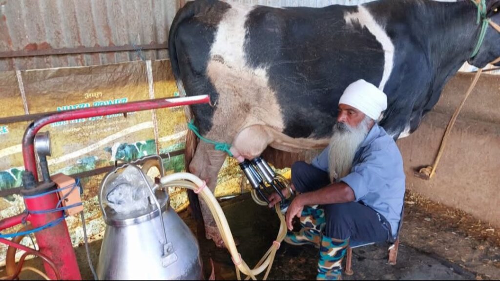 From Two Cows to Thriving Dairy Farm: How Milk Price Reforms Changed a Himachal Farmer's Life HIMACHAL HEADLINES