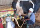 From Two Cows to Thriving Dairy Farm: How Milk Price Reforms Changed a Himachal Farmer’s Life