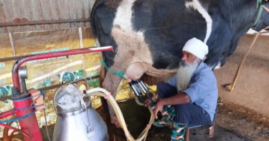 From Two Cows to Thriving Dairy Farm: How Milk Price Reforms Changed a Himachal Farmer's Life HIMACHAL HEADLINES