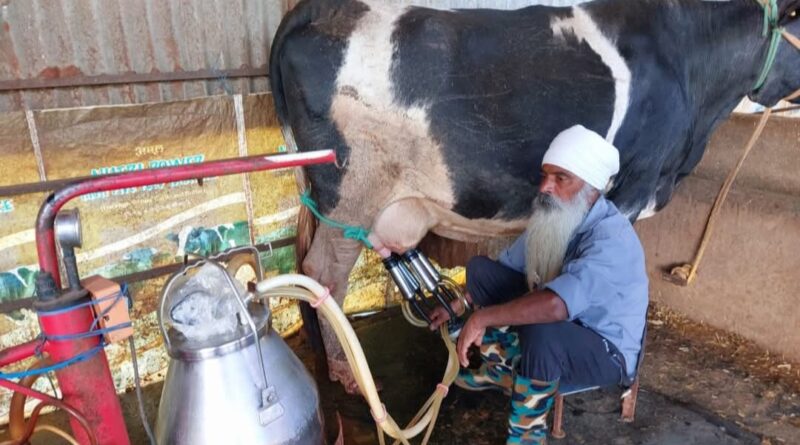 From Two Cows to Thriving Dairy Farm: How Milk Price Reforms Changed a Himachal Farmer's Life From Two Cows to Thriving Dairy Farm: How Milk Price Reforms Changed a Himachal Farmer's Life HIMACHAL HEADLINES