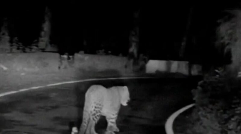 Leopard’s Bold Presence Stirs Fear Near Jubberhatti Airport HIMACHAL HEADLINES