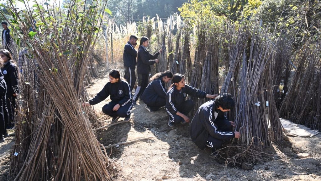 Nauni varsity to hold sale of fruit plants from 15 Dec HIMACHAL HEADLINES