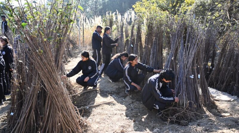 Nauni varsity to hold sale of fruit plants from 15 Dec HIMACHAL HEADLINES