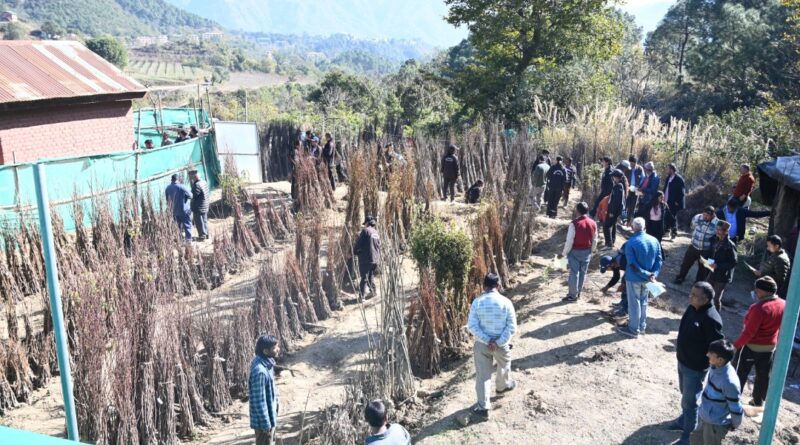 Sale of annual temperate fruit plants begins at Nauni University and research centers HIMACHAL HEADLINES