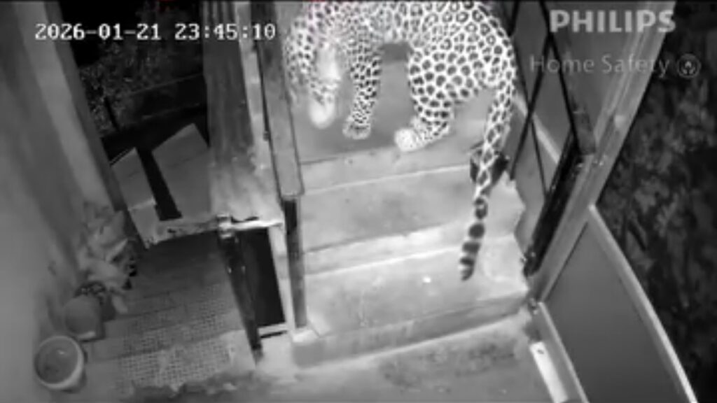 Midnight Visitor: A Leopard’s Quiet Stroll Through a Home in Shimla's Navbahar, Reignites Fear Midnight Visitor: A Leopard’s Quiet Stroll Through a Home in Shimla's Navbahar, Reignites Fear HIMACHAL HEADLINES