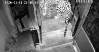 Midnight Visitor: A Leopard’s Quiet Stroll Through a Home in Shimla's Navbahar, Reignites Fear HIMACHAL HEADLINES