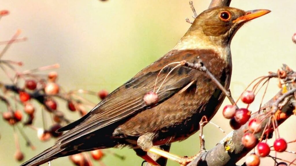 A Berry Special Haven: How a Humble Plant is Bringing Birds Back to Kuppa Dam HIMACHAL HEADLINES