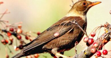 A Berry Special Haven: How a Humble Plant is Bringing Birds Back to Kuppa Dam HIMACHAL HEADLINES