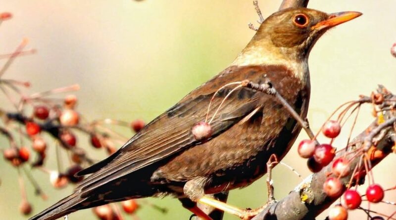 A Berry Special Haven: How a Humble Plant is Bringing Birds Back to Kuppa Dam HIMACHAL HEADLINES