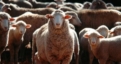 A New Dawn for Himachal’s Shepherds: Reviving Traditions, Securing Futures HIMACHAL HEADLINES