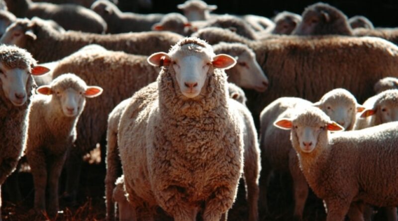 A New Dawn for Himachal’s Shepherds: Reviving Traditions, Securing Futures HIMACHAL HEADLINES